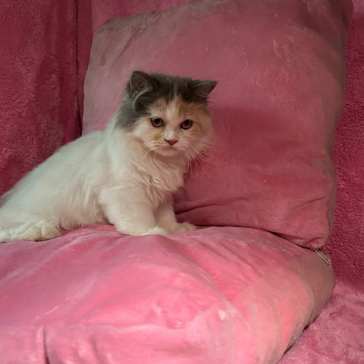 Dior🐾