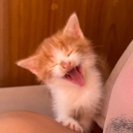 Apolo, o gato