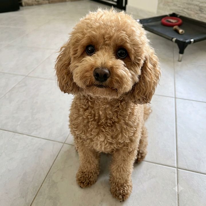 La Nostra Avventura Con Mya 🐶