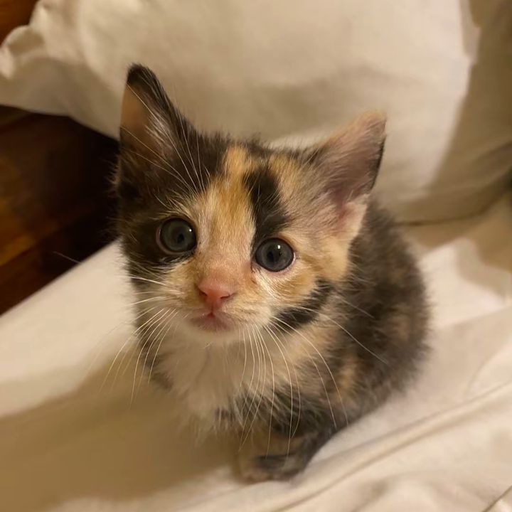 little kitty
