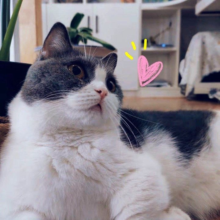 น้องถั่วอยากขาย