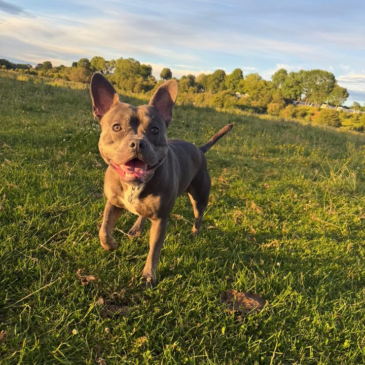 Koda The Staffy 🐾🦴