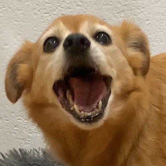 Baby🐕🐾