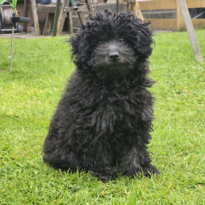 April the Jackapoo