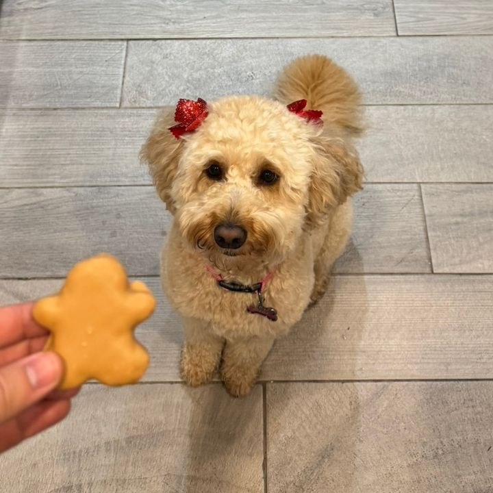 Gigi the GoldenDoodle