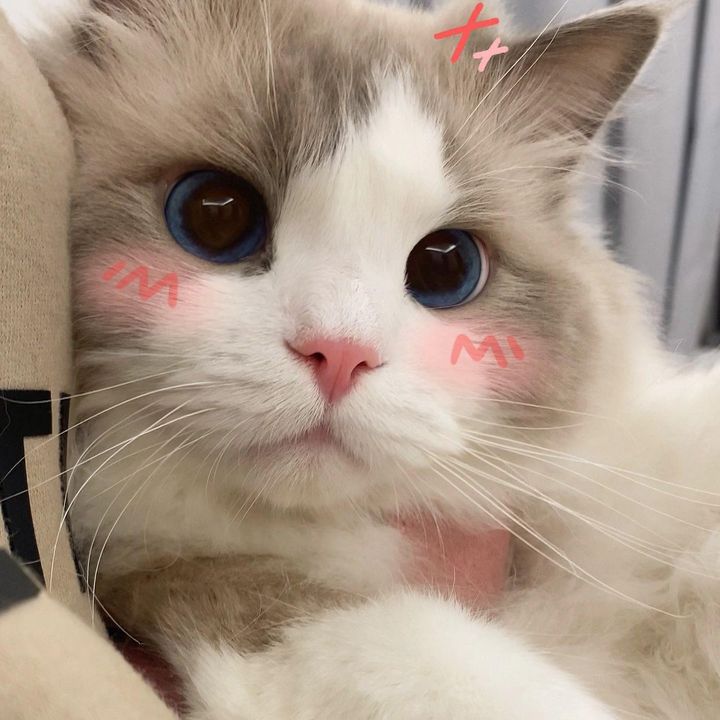 Boe