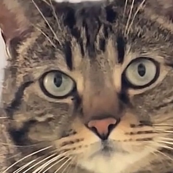 simba.boncuk