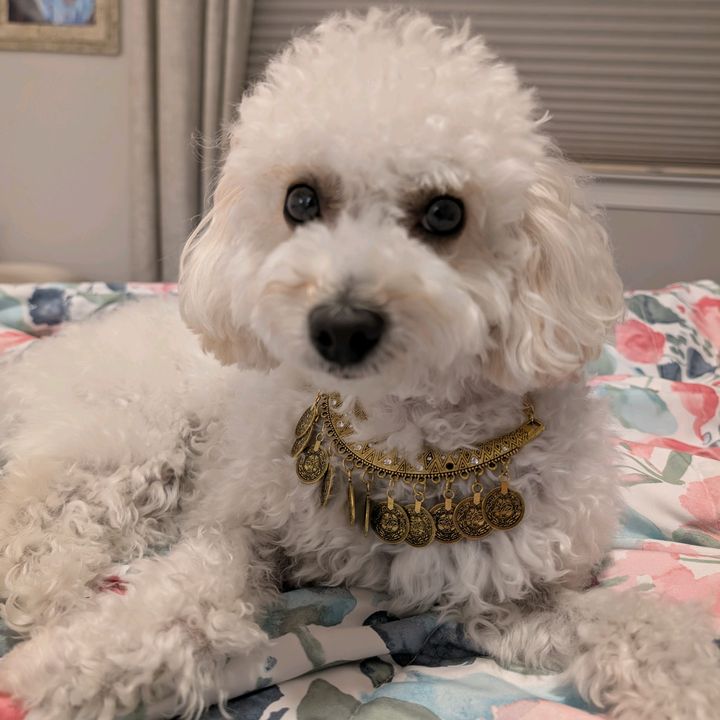 Furry Baby