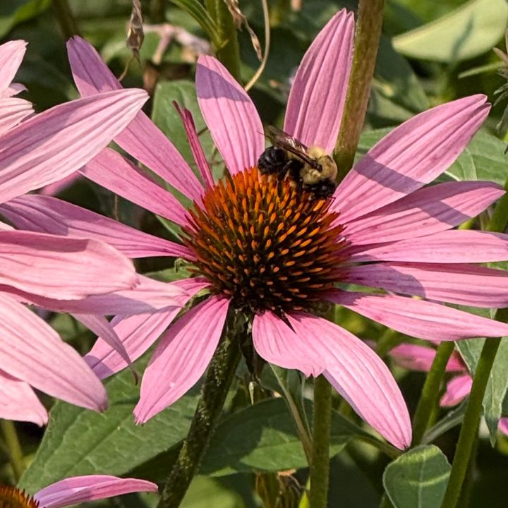 Dr.gardenfairy