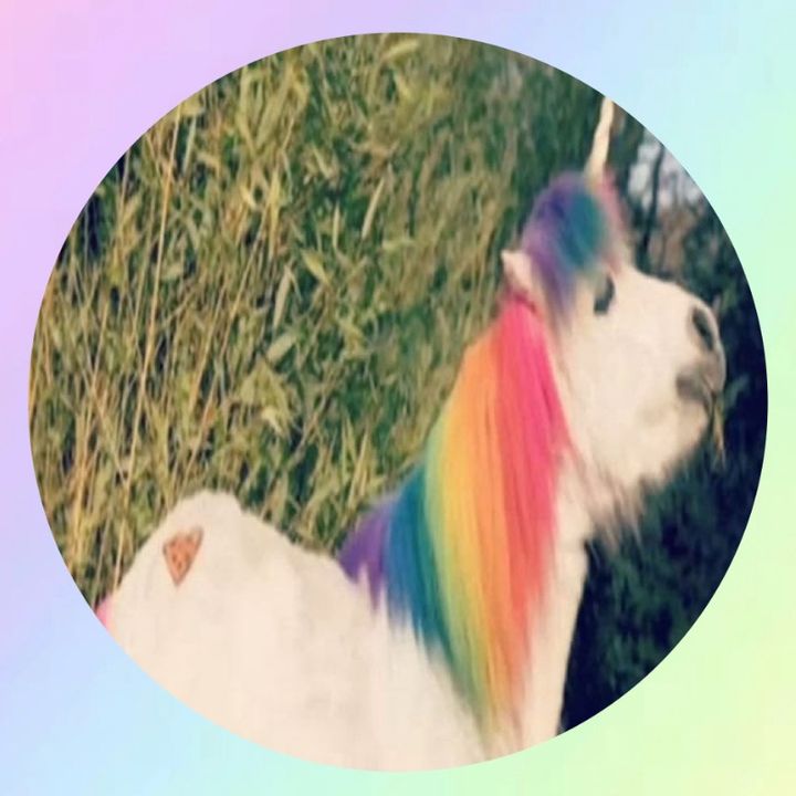 🐈⬛