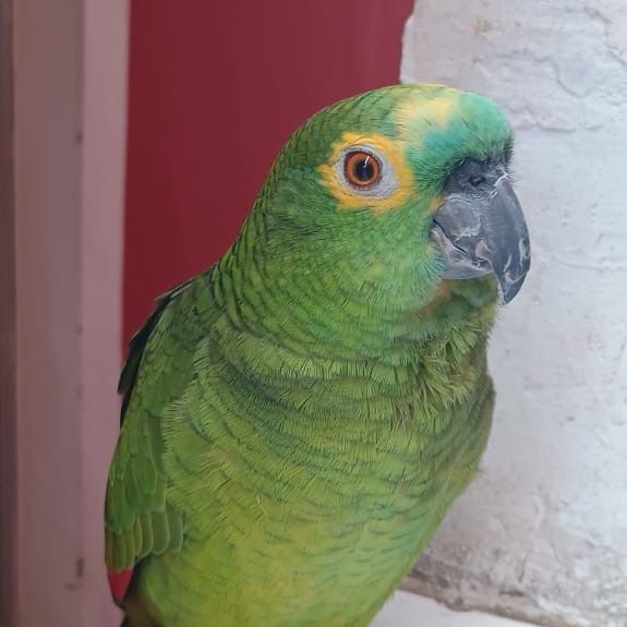 sisa