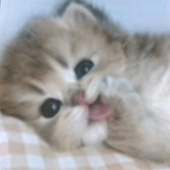 melissatuan5