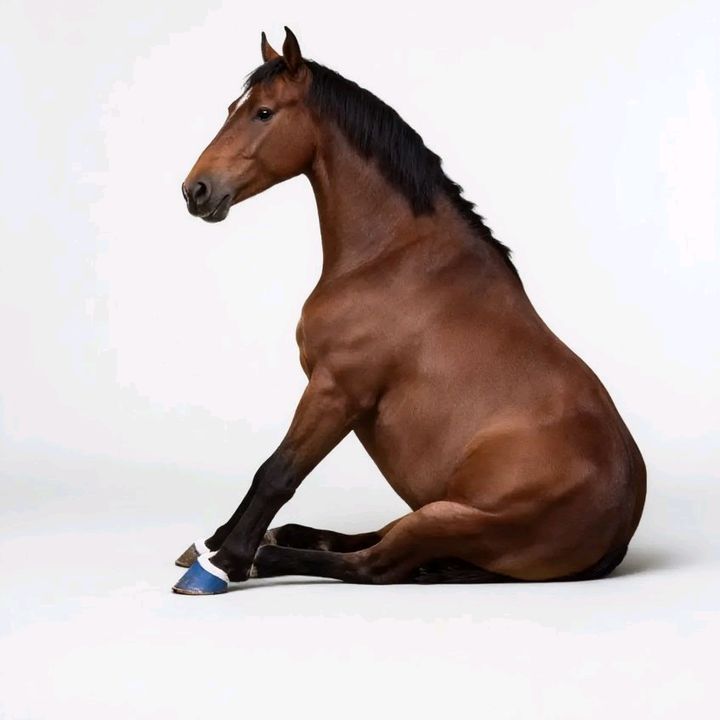 Spinning Horse