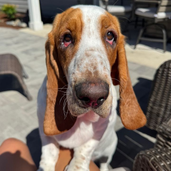 bettythebasset