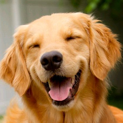 dogs_ritmos 🐶