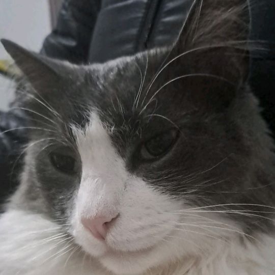 Theo o Gato
