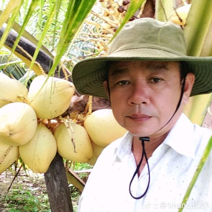 cây giống út khang 362