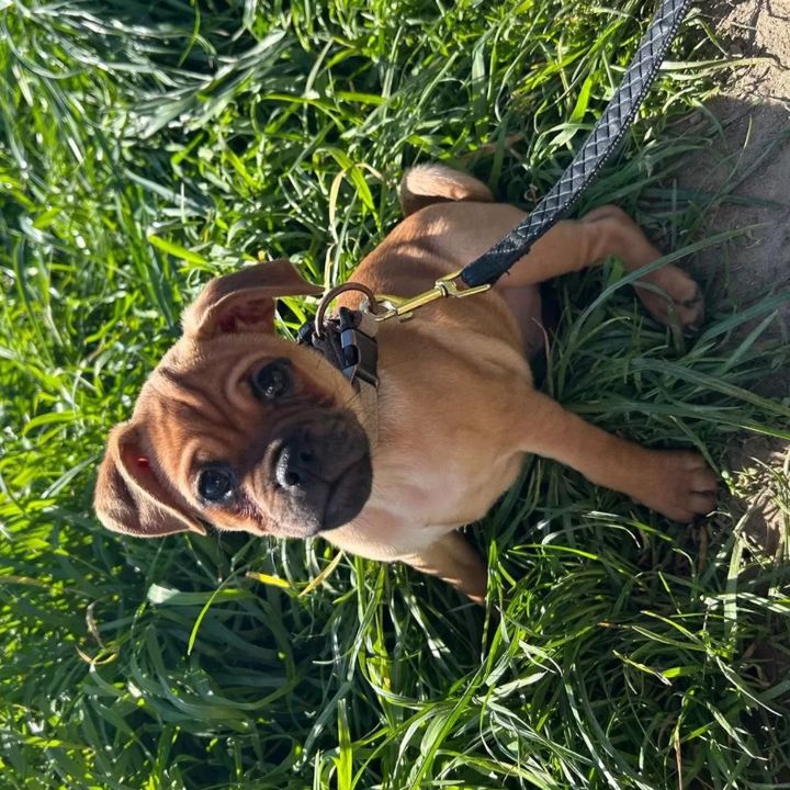 Buddy
