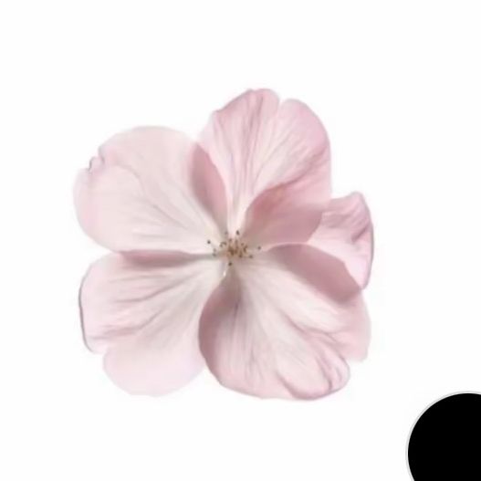 🌸