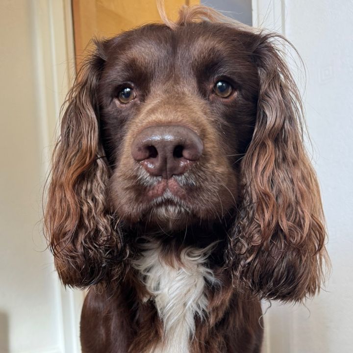 Spaniel_Tok