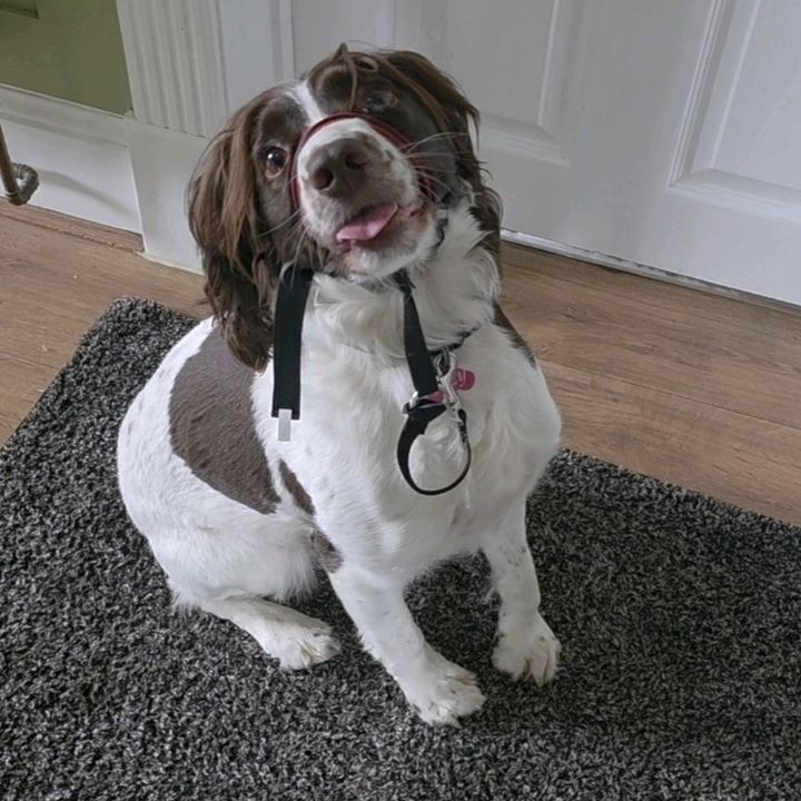 Izzy the Springer Spaniel