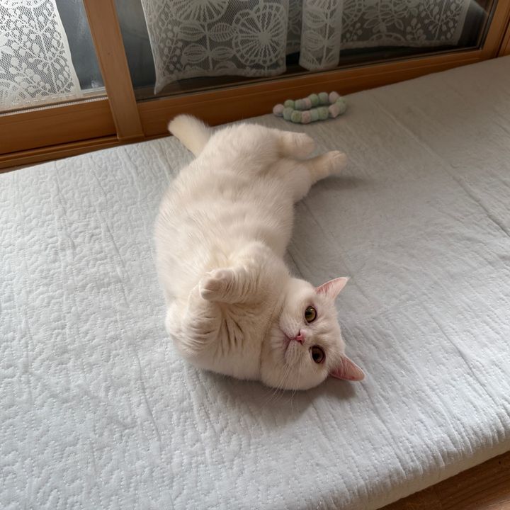 ネコやしき