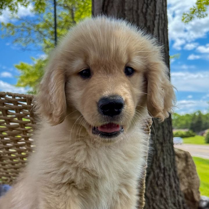 Luna the Golden