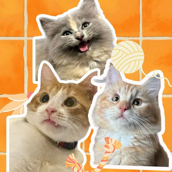 Honolulu, Kilauea & Lilibet 🐾