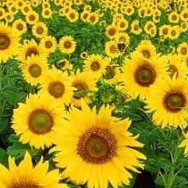 Hoa hướng dương 🌻