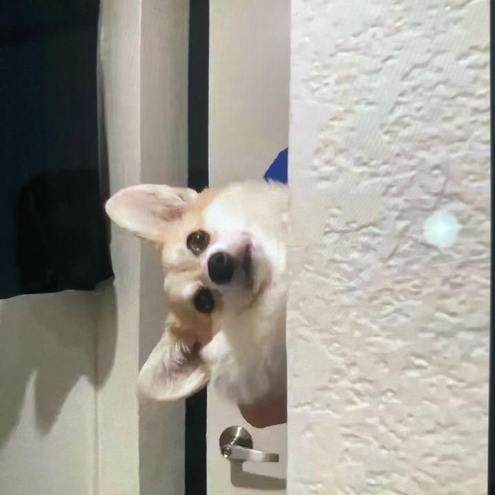 wospwlp