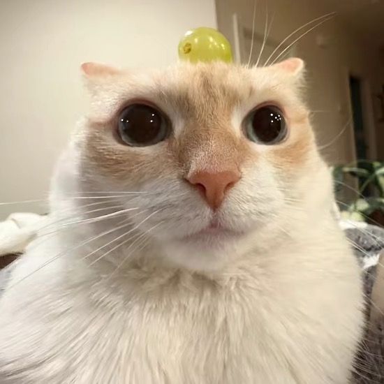 808cat