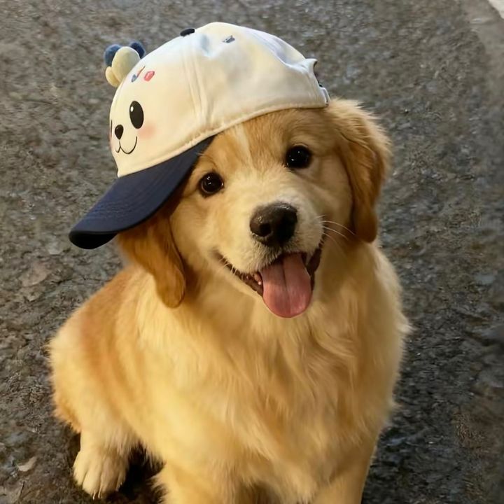 Tailo