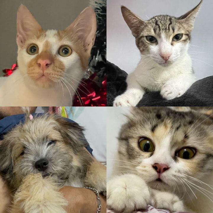 Boss Makky & siblings