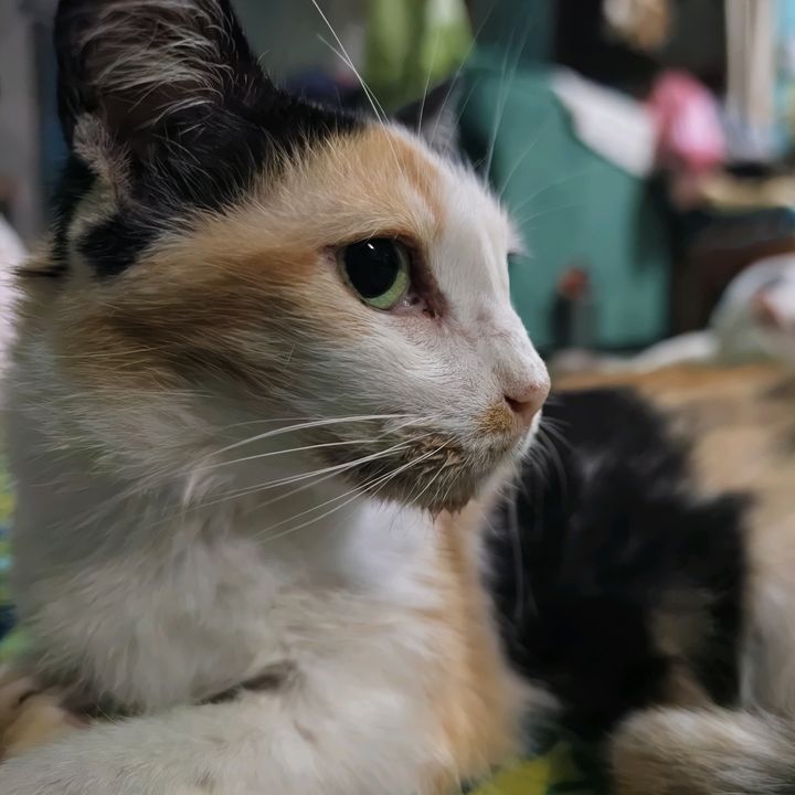 TucingPuteh