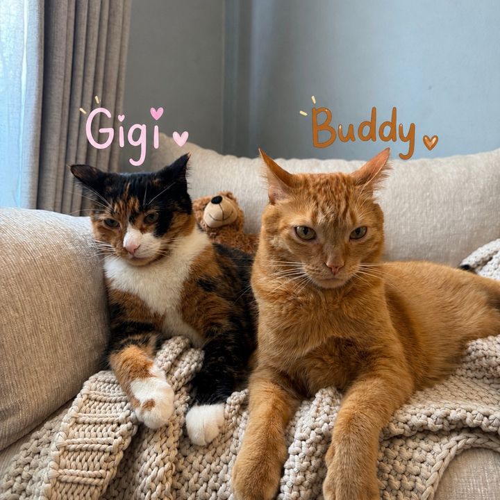 Gigi&Buddy