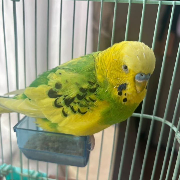 酷暑日