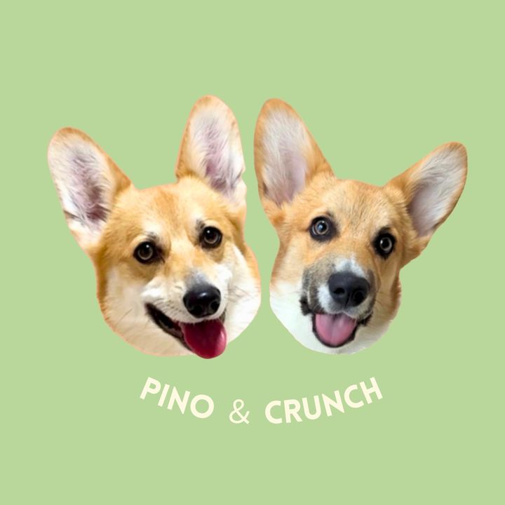 ピノとクラ⌇コーギーとの暮らし