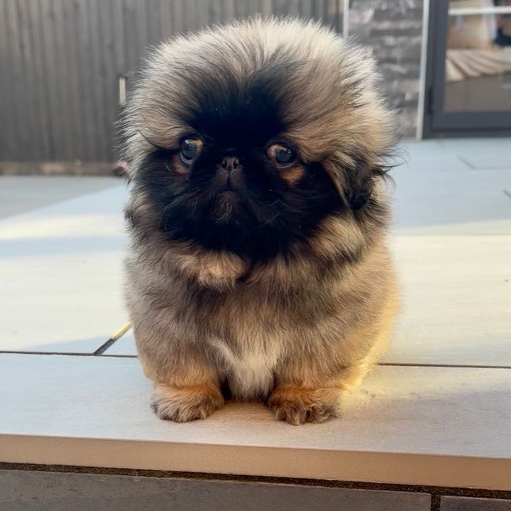 Pigi_peke_potato