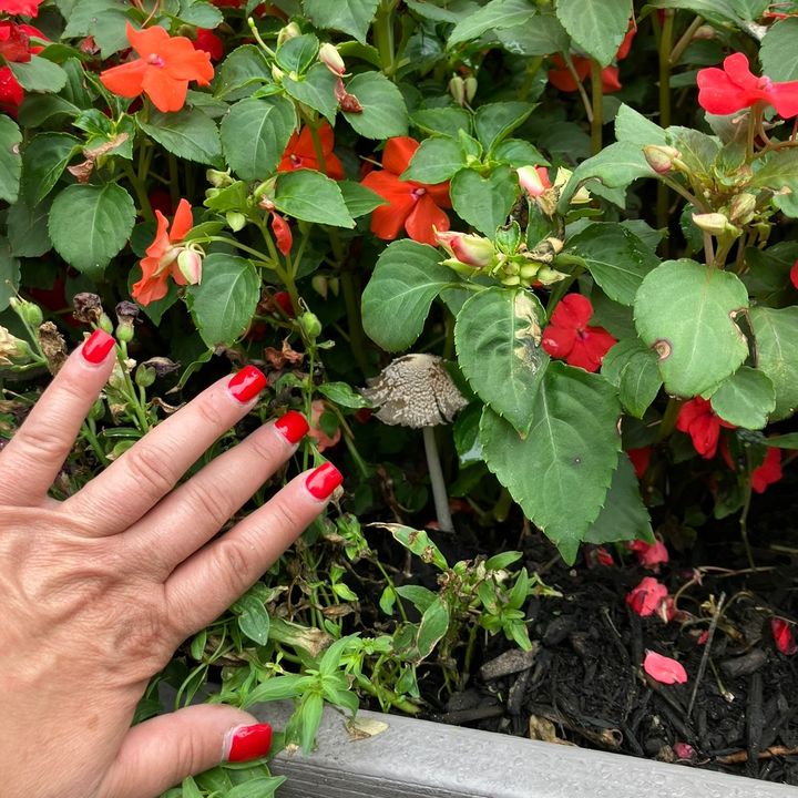 Cadence Gardens