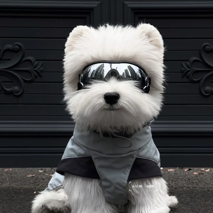 Dr-wang-wang
