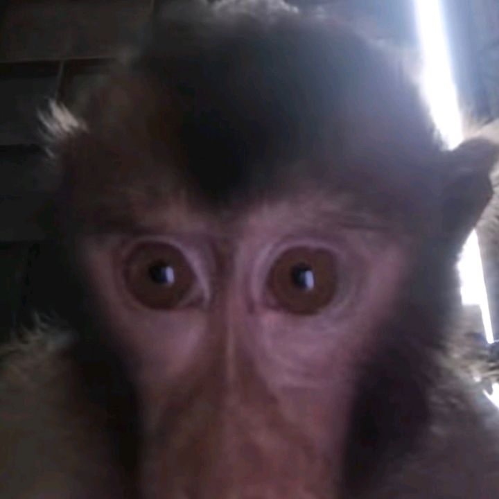 call monkey