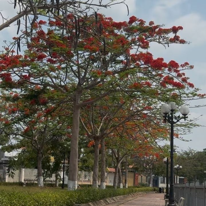 Quang 47