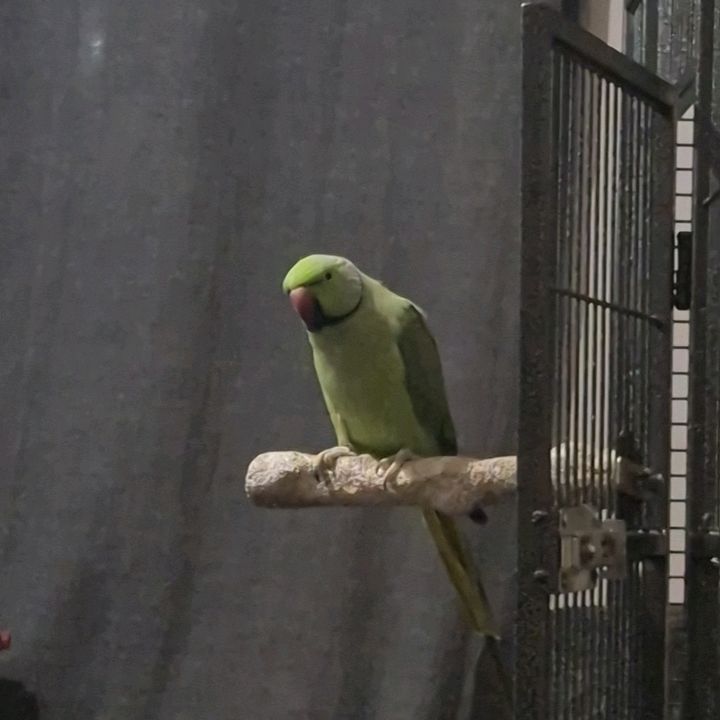 kiwi