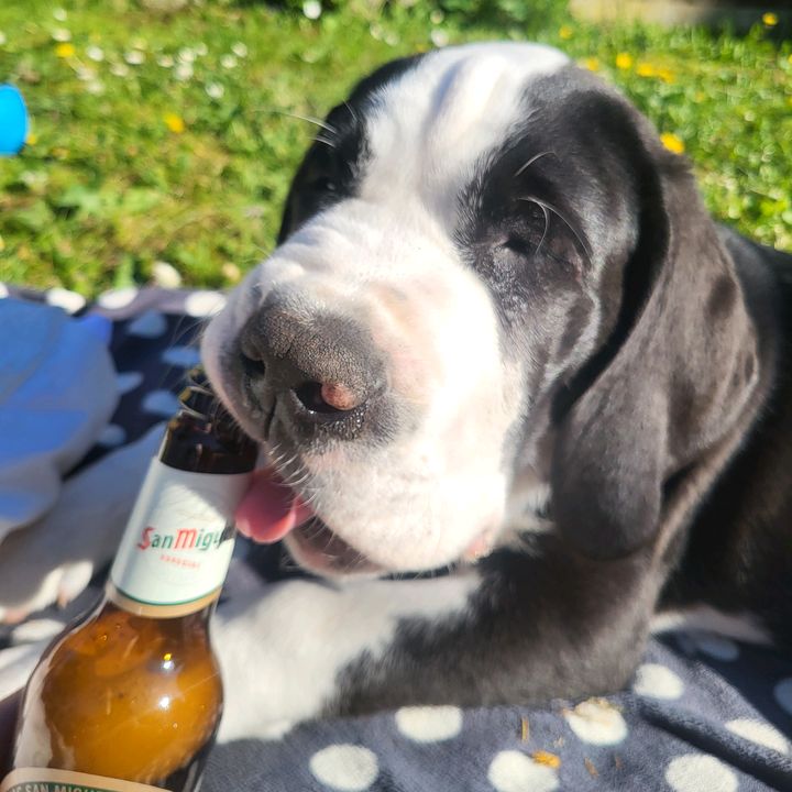 Caesar_the_saint_dane