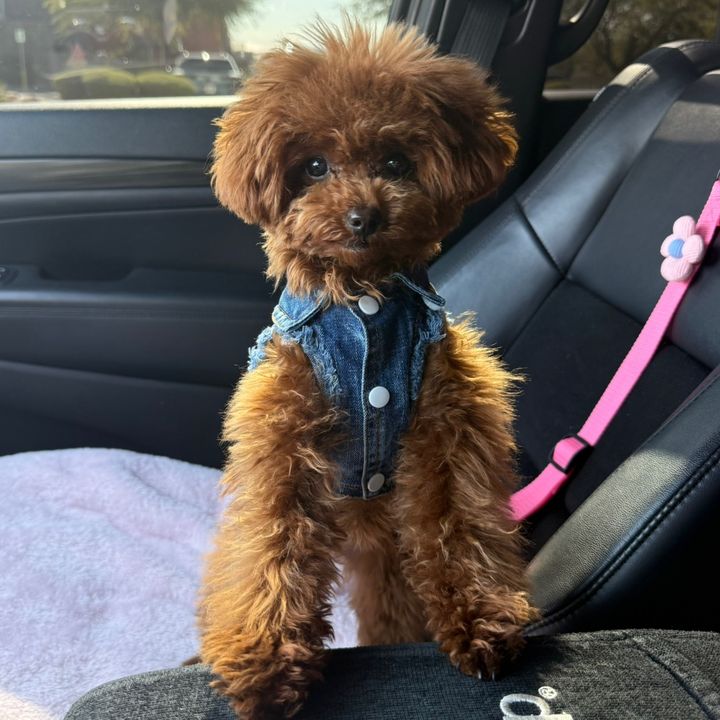 Capri 🐾🎀