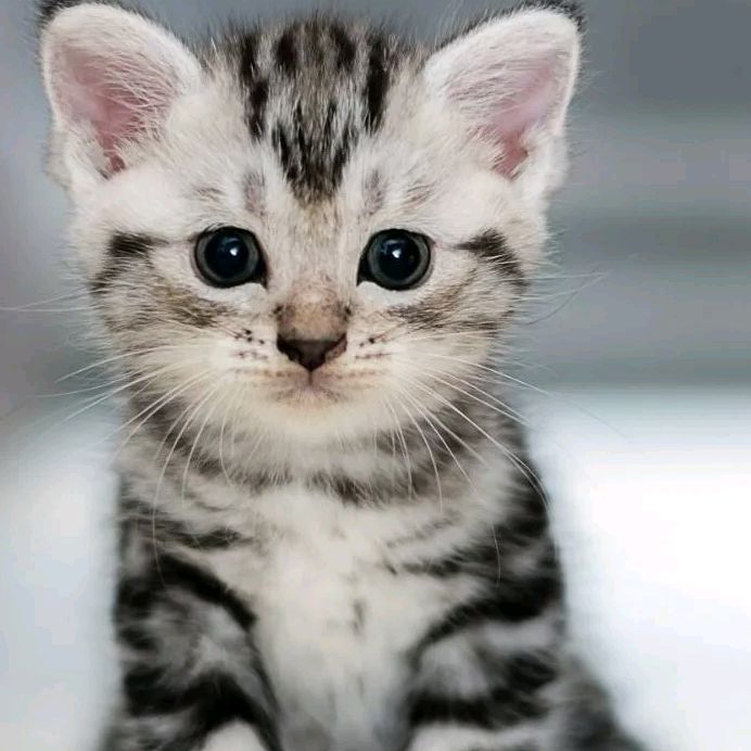 CheekyPawsUK