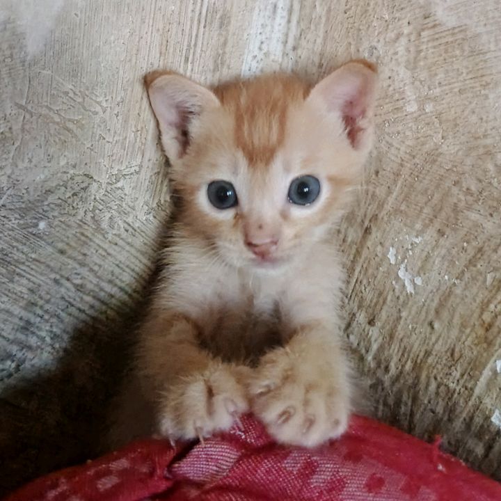 EMONcat