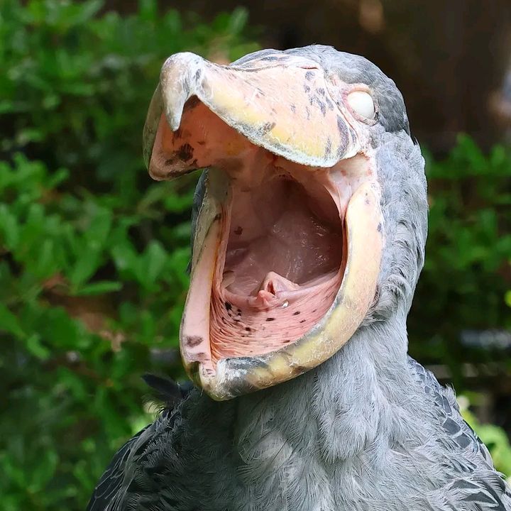 The Shoebill World
