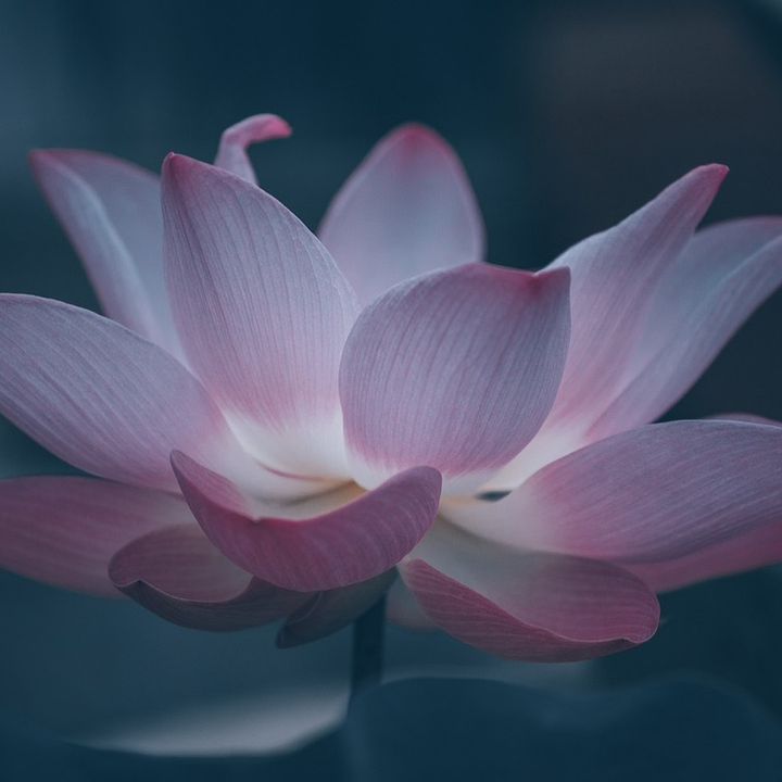 Lindoflores