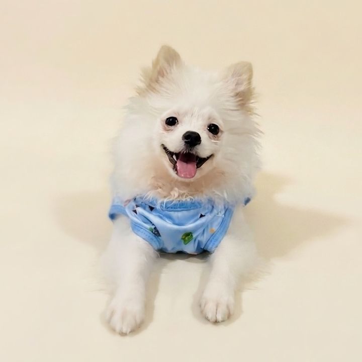 cotton the pomeranian